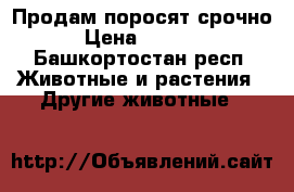 Продам поросят срочно › Цена ­ 2 800 - Башкортостан респ. Животные и растения » Другие животные   
